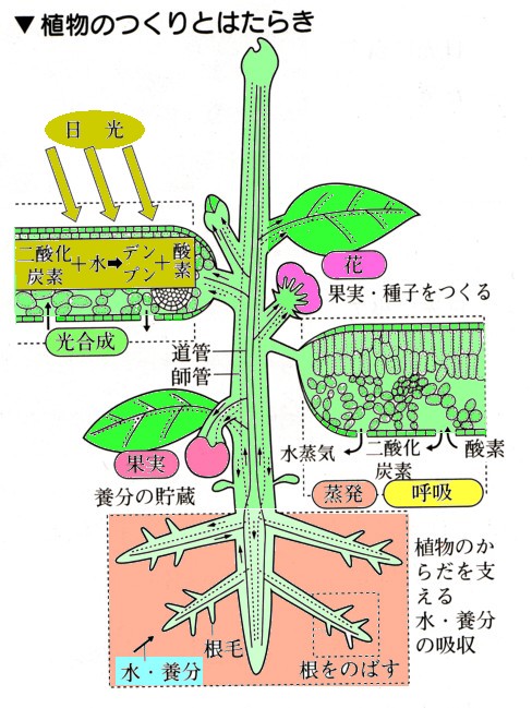 趣味の園芸 植物のつくりとはたらき Age4848のブログ