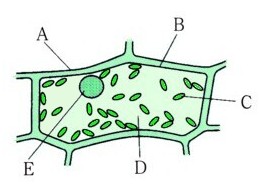 中学３年理科 生物の細胞と生殖 細胞と生物の成長 確認問題２ 解答 あんのん塾